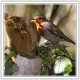 _6 Robin with maggot.jpg
